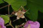 Purpleflowering raspberry